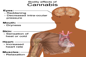 Diagramm eines menschlichen Körpers mit der Beschriftung "Körperliche Auswirkungen von Cannabis", das verschiedene Körperteile und ihre Wechselwirkungen in Bezug auf die Auswirkungen von Marihuana zeigt.