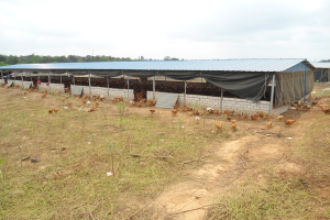 Großes Hühnerfarm mit zahlreichen Hühnern, grünem Gras, Bäumen im Hintergrund und weißen Wolken an einem blauen Himmel.
