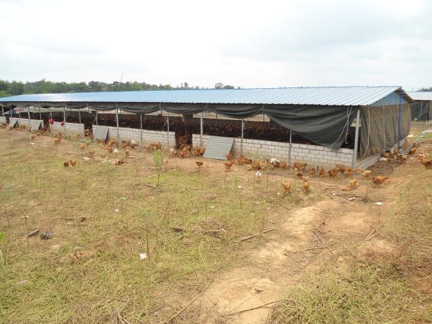 Großes Hühnerfarm mit zahlreichen Hühnern, grünem Gras, Bäumen im Hintergrund und weißen Wolken an einem blauen Himmel.