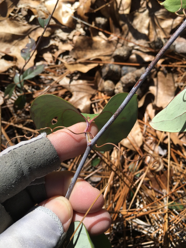 Eine Person in Handschuhen hält eine Giftesche plantage, mit dunklen grünen Blättern und gelb-brauner Rinde, während getrocknete Blätter in der Nähe auf dem Boden liegen.