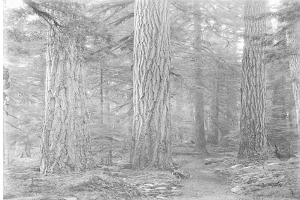 Schwarz-weiß-Foto eines Pfades, der sich durch hohe Rotbuchen schlängelt, mit einem geparkten Fahrrad, saftigem Grün und Text unten.