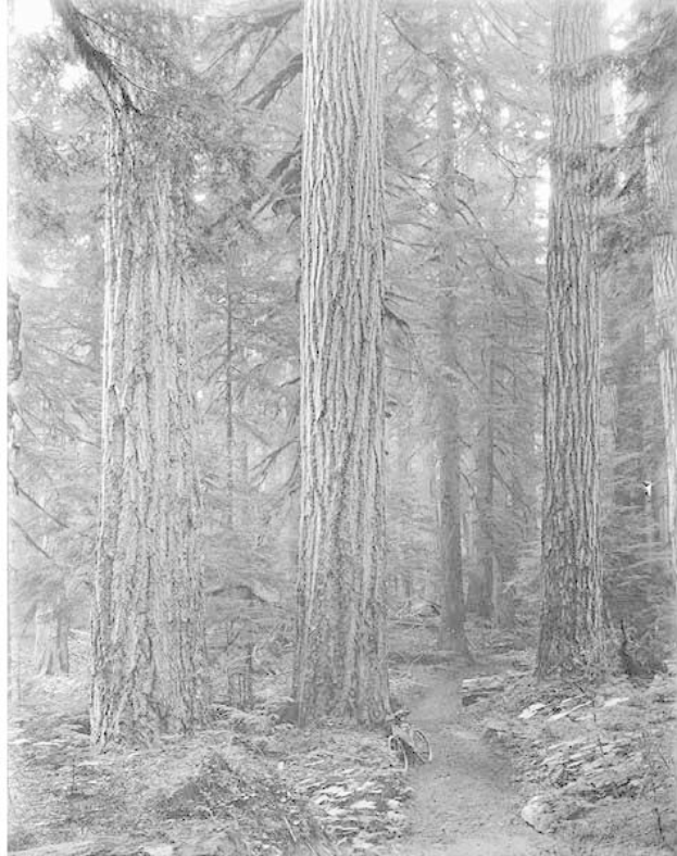 Schwarz-weiß-Foto eines Pfades, der sich durch hohe Rotbuchen schlängelt, mit einem geparkten Fahrrad, saftigem Grün und Text unten.