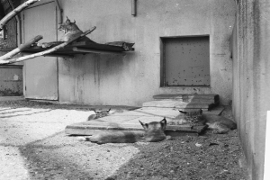 Drei Luchse liegen vor einem Gebäude mit einer Tür und einem Zweig links daneben.