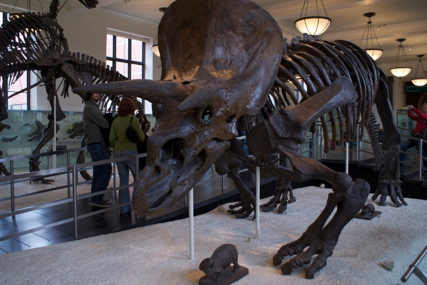 Eine Dinosaurier-Ausstellung in einem Museum mit einem Eisengeländer davor, zwei Menschen, die daneben gehen, einer weißen Wand und Fenstern rechts und Lampen oben.