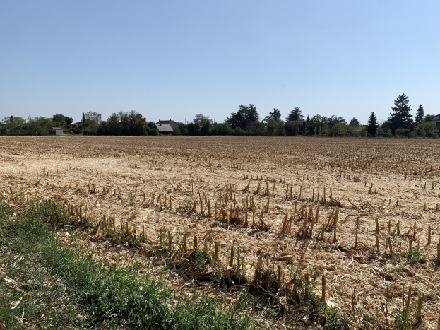 Ein Maisfeld inmitten von Gras, Bäumen, Häusern im Hintergrund und einem klaren blauen Himmel.