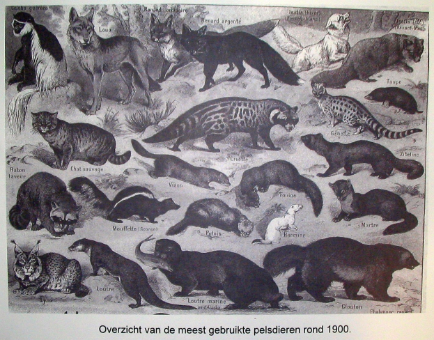 Ein Buchumschlag mit verschiedenen Tieren, darunter eine Katze, mit begleitendem Text.