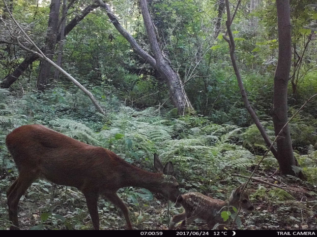 Ein Hirsch und sein Fohlen in einem Waldgebiet, aufgenommen von einer Wildkamera.