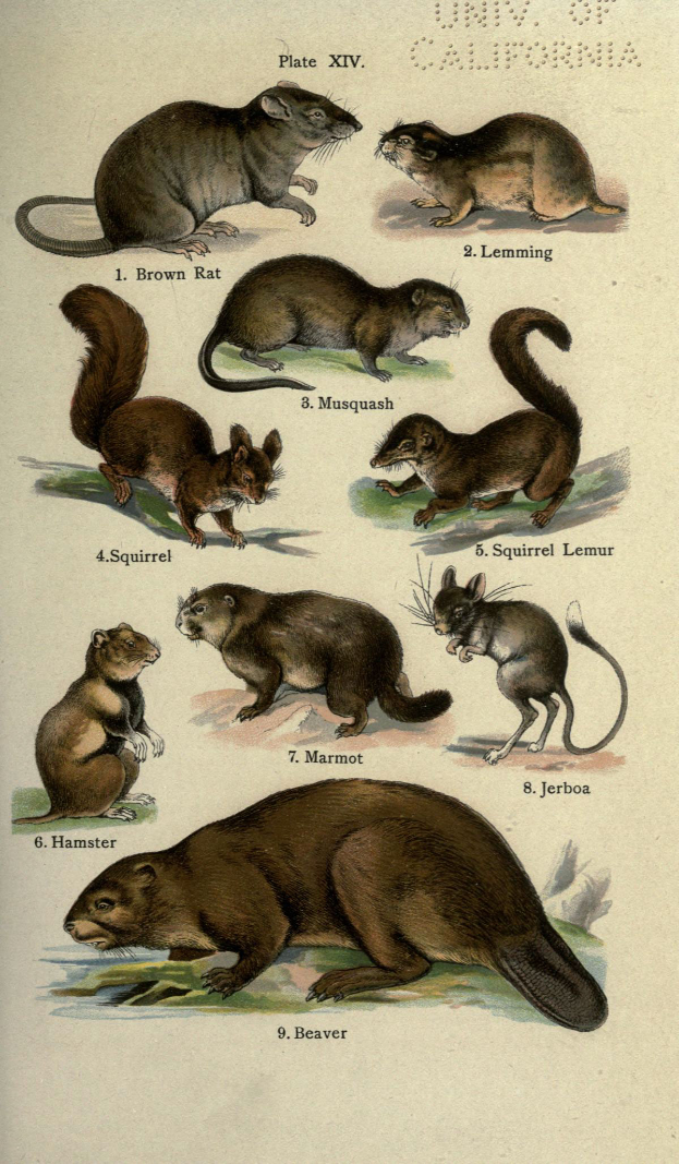 Ein Plakat mit verschiedenen Tieren, darunter ein Biber, und begleitendem Text über die Tiere.