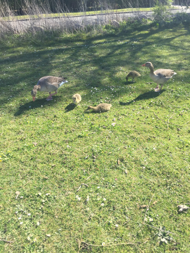 Eine Gänseschar, die über eine grüne Wiese geht, mit einer Straße im Hintergrund und umgebenden Bäumen und Pflanzen.