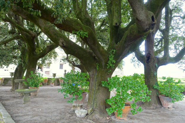 Ein große Baum steht in einem Park mit grünem Gras, umgeben von Topfpflanzen und einem Gebäude im Hintergrund.