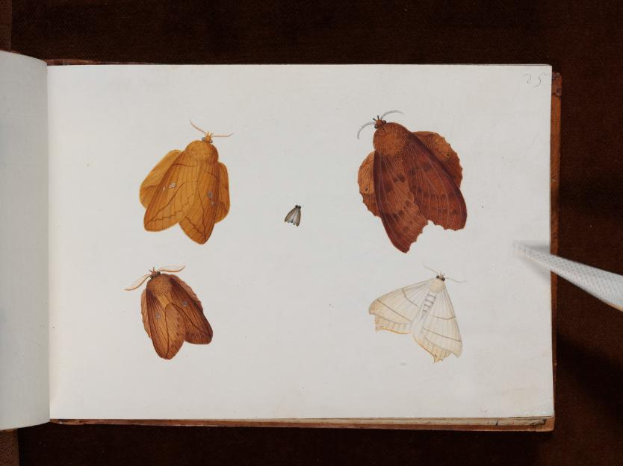 Ein aufgeschlagenes Buch mit dem Titel 'Schmetterlinge der Welt' von John James Audubon aus dem Jahr 1882 zeigt eine Zeichnung von vier Schmetterlingen auf dunklem Hintergrund.