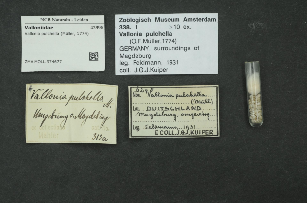 Schwarze Fläche mit einem kleinen Glasfläschchen mit weißen Pillen neben einem handgeschriebenen Zettel, auf dem "Vallonia Pulchella, F.F. Müller, Deutschland, Umgebung von Magdeburg, 1931" steht.