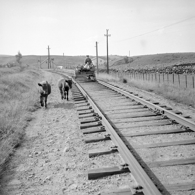 Zwei Kühe auf den Eisenbahnschienen mit einer Person auf einem Fahrzeug im Vordergrund, Gras und ein Zaun auf beiden Seiten und Häuser, Bäume und Masten im Hintergrund.