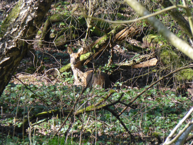 Ein Reh steht wachsam in einer Waldlichtung, umgeben von grünem Laub, mit hellbraunem Fell und aufgerichteten Ohren.