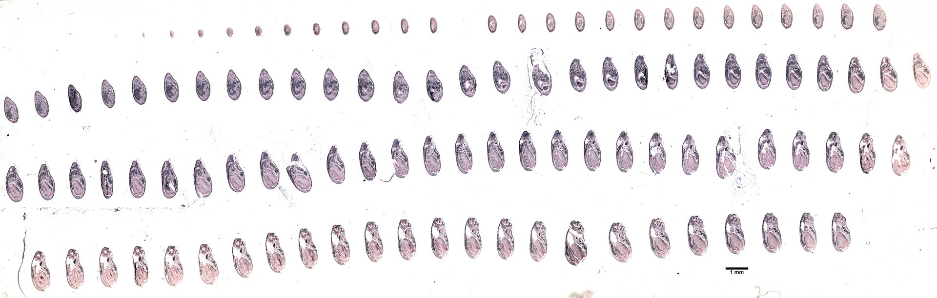 Schwarze und weiße Linienzeichnung symmetrisch angeordneter Kreise auf einem weißen Hintergrund, die die Stadien der Evolution des menschlichen Genoms darstellen.