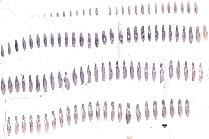 Schwarze und weiße Linienzeichnung symmetrisch angeordneter Kreise auf einem weißen Hintergrund, die die Stadien der Evolution des menschlichen Genoms darstellen.