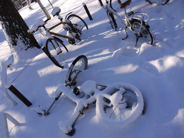 Eine Reihe von Fahrrädern teilweise mit Schnee bedeckt neben einem Baumstamm und einer Straße.