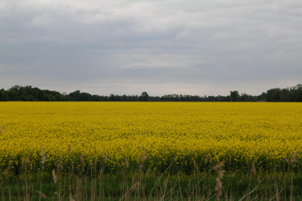 Ein Feld voller leuchtend gelber Rapsblüten mit saftig grünem Gras im Vordergrund, Bäumen im Hintergrund und einem bewölkten Himmel.