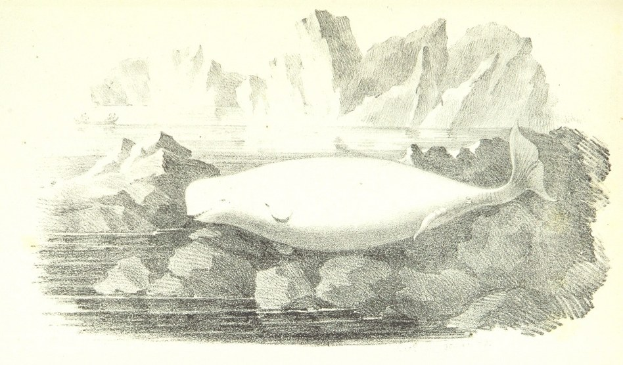 Zeichnung eines Wals, der in Wasser mit Eisbergen im Hintergrund schwimmt und Text unten.