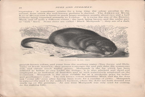 Ein aufgeschlagenes Buch mit dem Titel 'Felle und Fuzzys', das eine detaillierte, realistische Zeichnung eines amerikanischen Wasserfrettchens mit sichtbarem Fell und Merkmalen zeigt, begleitet von beschreibendem Text.