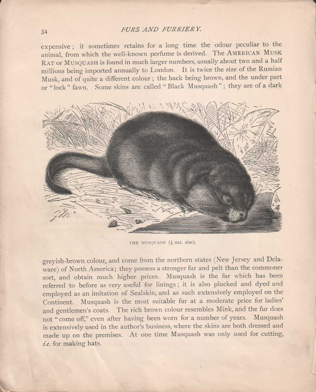 Ein aufgeschlagenes Buch mit dem Titel 'Felle und Fuzzys', das eine detaillierte, realistische Zeichnung eines amerikanischen Wasserfrettchens mit sichtbarem Fell und Merkmalen zeigt, begleitet von beschreibendem Text.