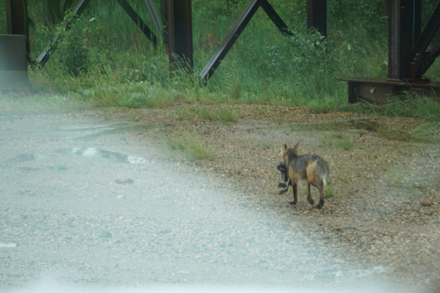 Ein Fuchs läuft auf einem Schotterweg neben einer Brücke, umgeben von Steinen, Gras, Pflanzen und Bäumen.