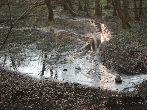 Kleiner, klarer Tümpel in einem Wald, der umgebende Bäume und getrocknete Blätter spiegelt.