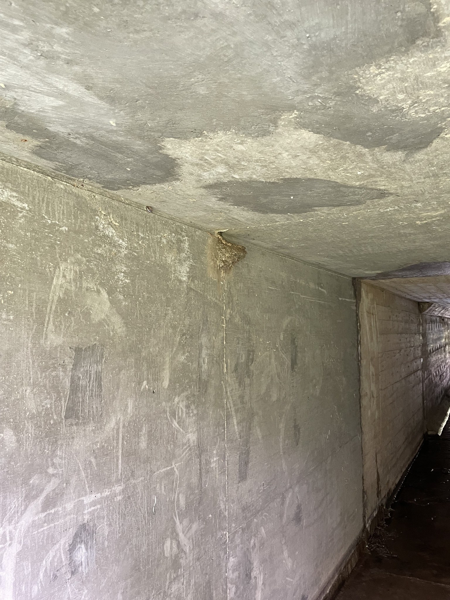 Langer Betonflur mit schimmelbedeckten Wänden und Decke, einige Gegenstände auf dem Boden verstreut, zeigen Zeichen von Verfall.