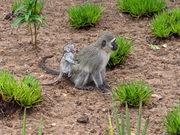 Ein Grüner Meerkatzer und sein Baby sitzen auf dem Boden umgeben von Pflanzen, wobei die Mutter das Baby nah an ihre Brust hält und beide neugierige Ausdrücke zeigen.
