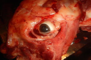 Nahaufnahme von rohem Fleisch.