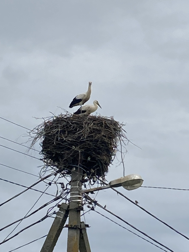 Zwei Weißstörche auf einem Nest auf einem Strommast sitzend, mit einer Straßenlaterne, die sie beleuchtet, und Drähten, die am Mast entlanglaufen.