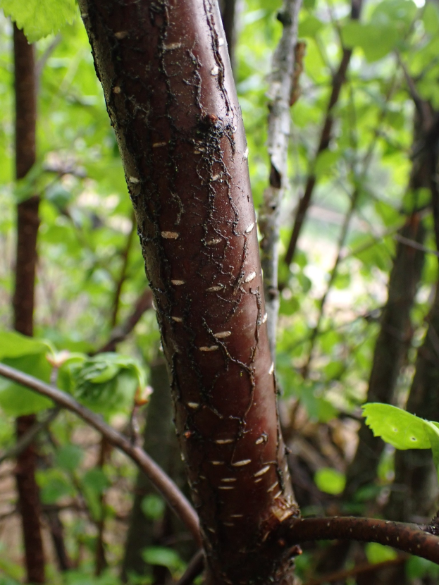 Nahaufnahme eines Baumastes mit grünen Blättern in einem Waldgebiet, das eine braune Substanz zeigt, die wie Giftasche aussieht, sowie andere Bäume im Hintergrund.